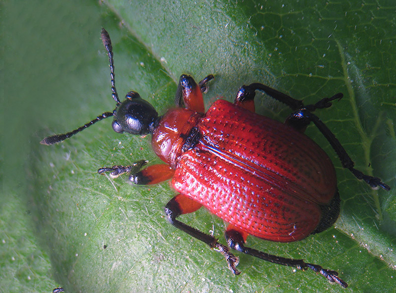 Attelabidae:  Apoderus coryli